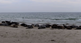 Die Düne – Helgolands kleine Schwester