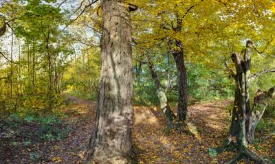 Herbstlich bunte Laubbaumgruppe in Kempten (Allgäu)