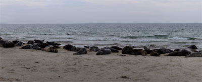 Kegelrobben und Seehunde am Nordstrand der Düne